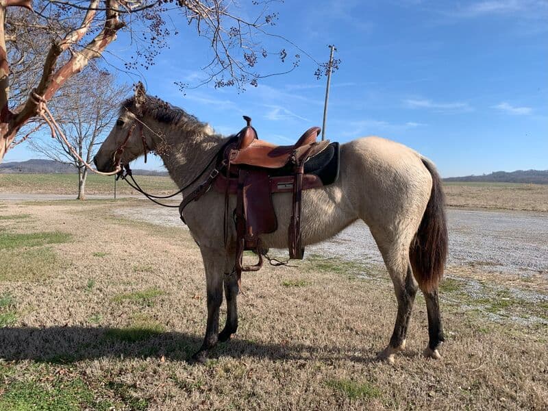 Cupcake — Quarter Horse — mare
