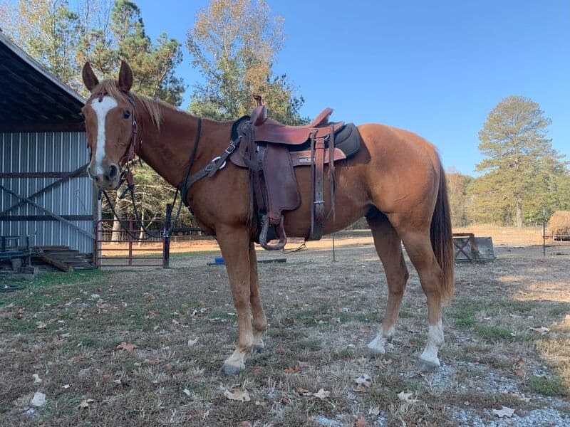 Diesel Cycle — Quarter Horse — gelding