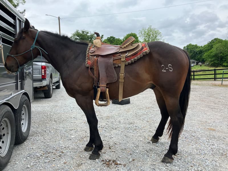 Groovys Waspy Cat — Quarter Horse — gelding