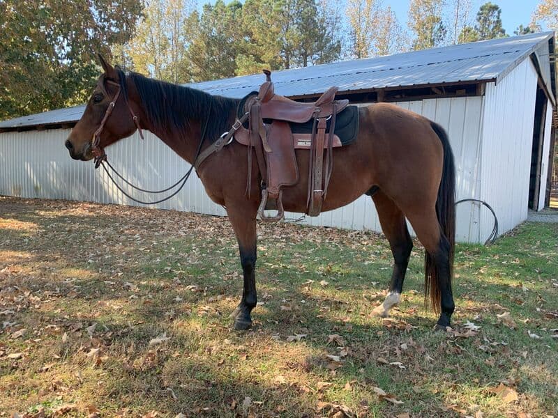 Impressively Hott — Quarter Horse — gelding