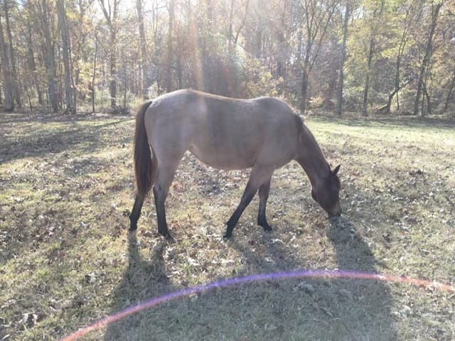 Jasmine Hancock — Quarter Horse — filly