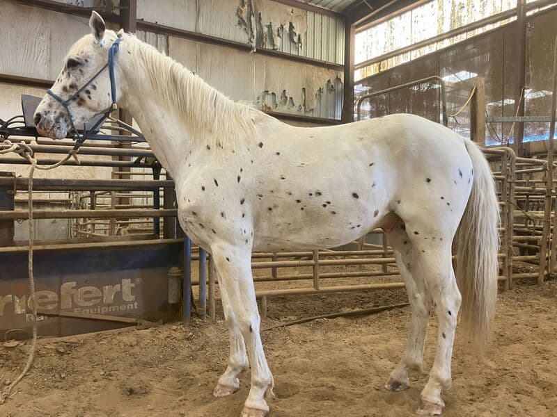 Jerry — Saddlebred Appaloosa — gelding