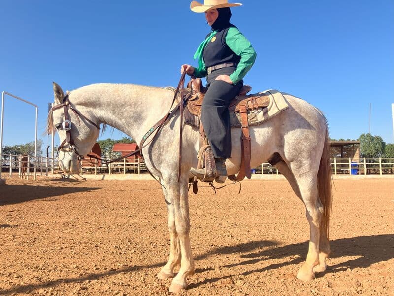 Khatab Sabra — Arabian — gelding