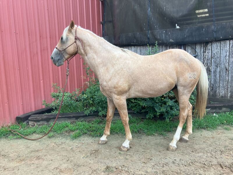 Regal Roany — Quarter Horse — gelding