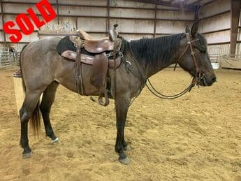 Ringo Hancock — Quarter Horse — gelding