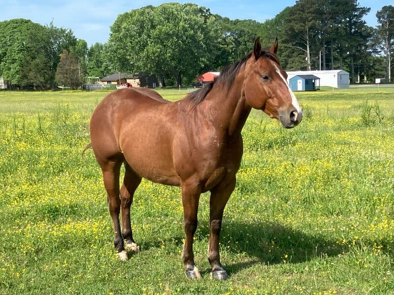 Smokin Dual Gringo — Quarter Horse — gelding